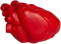 Heart - Anatomical