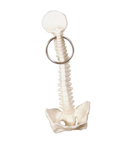 Spine Keychain